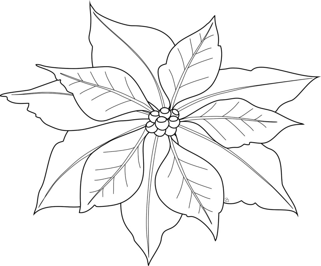 Printable Poinsettia Flower Template Printable Jd