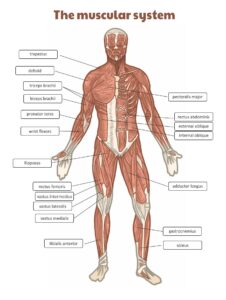 Free Printable Worksheets Muscle Anatomy_15937