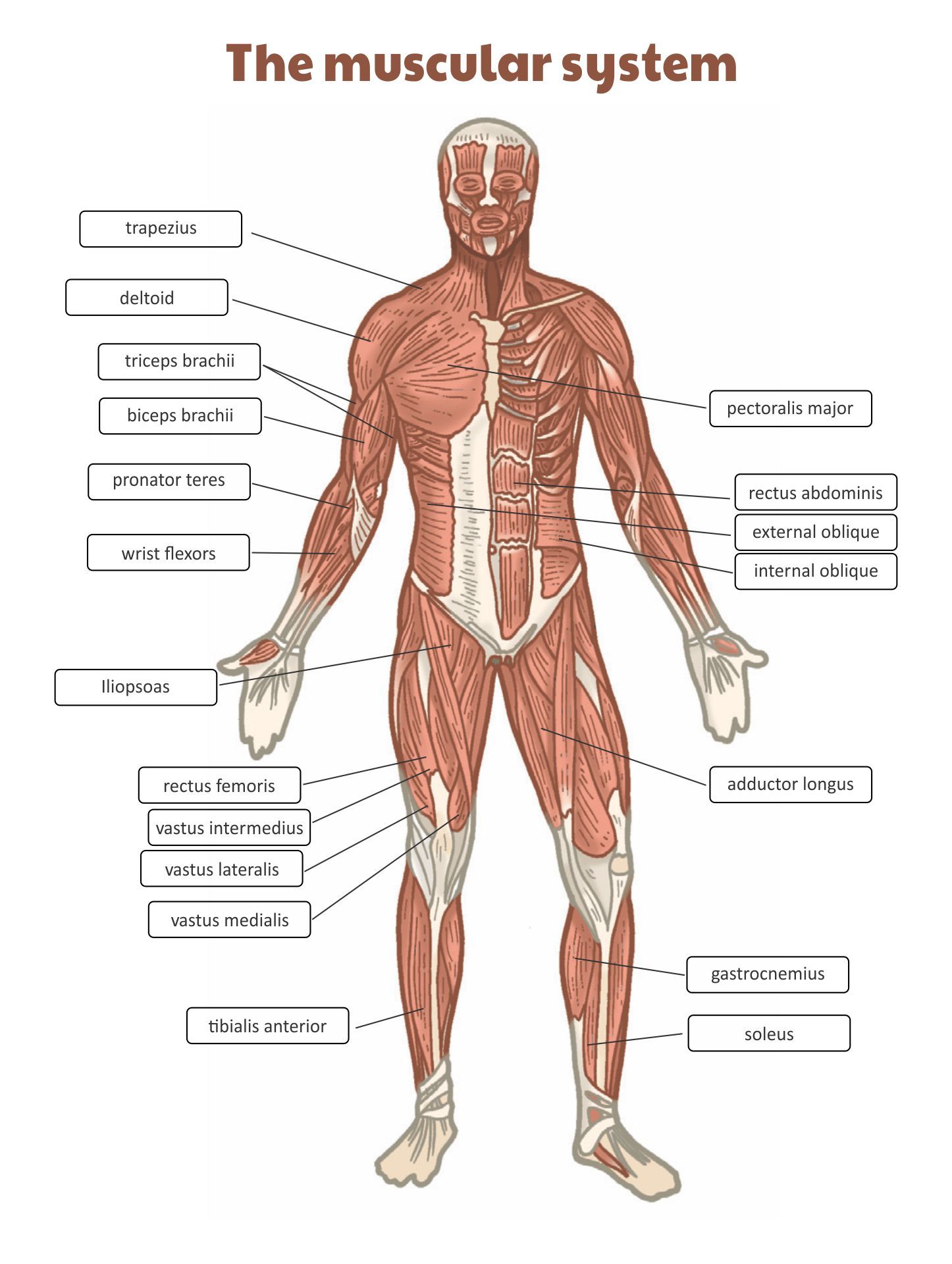 Free Printable Worksheets Muscle Anatomy_15937