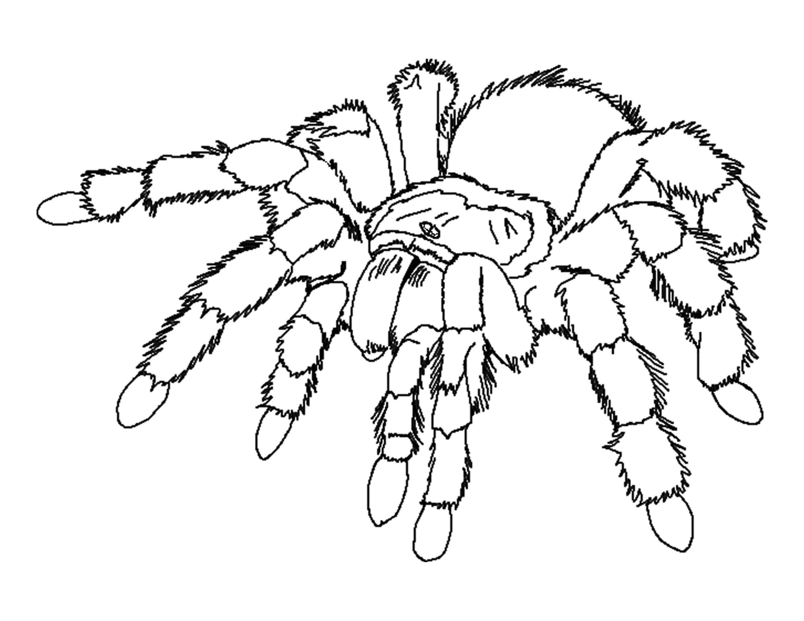Printable Halloween Spider Coloring Pages_69251