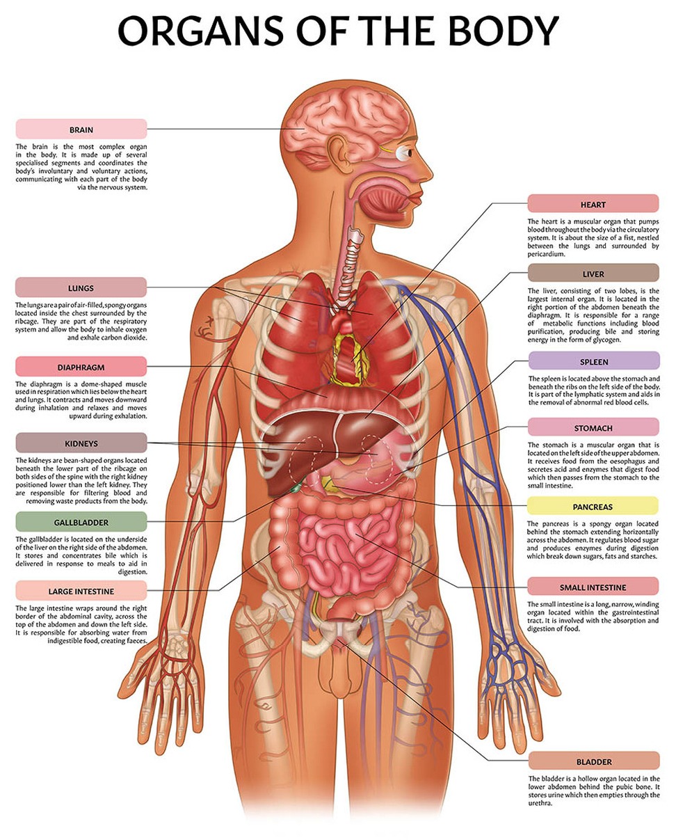 free-printable-human-anatomy-diagrams-printable-jd