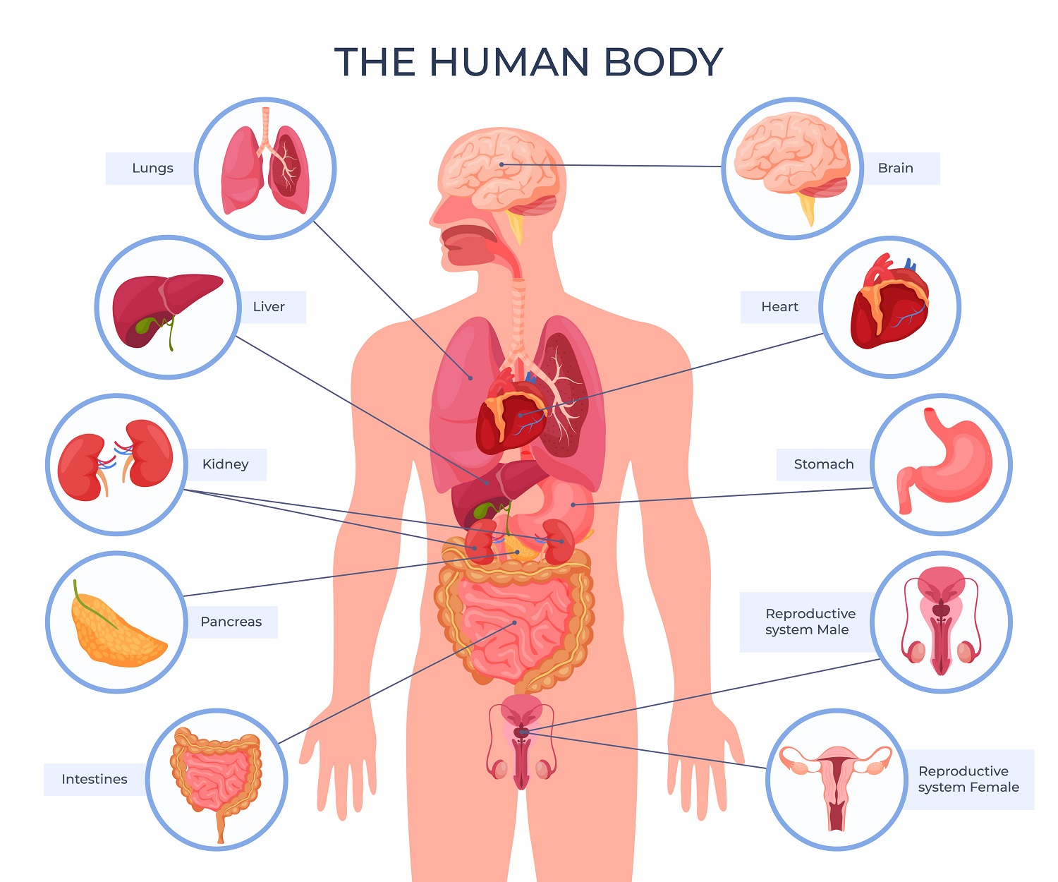 free-printable-human-anatomy-diagrams-printable-jd