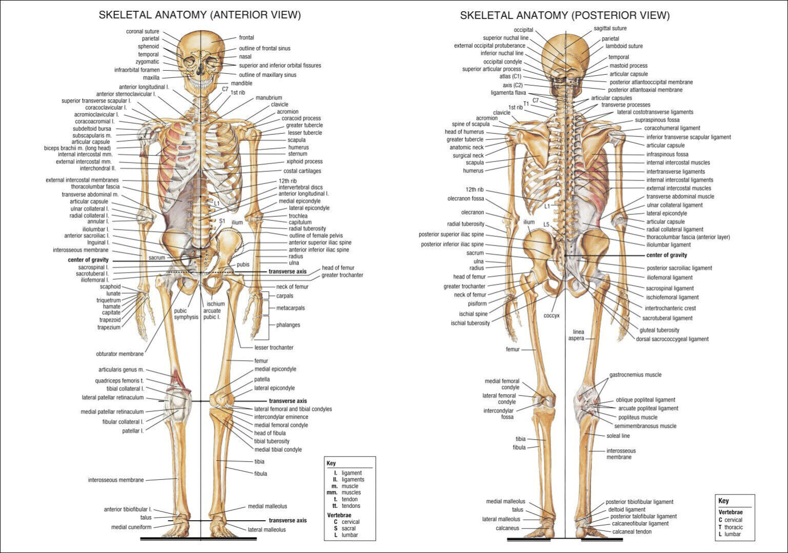 Free Printable Human Anatomy Diagrams Printable JD