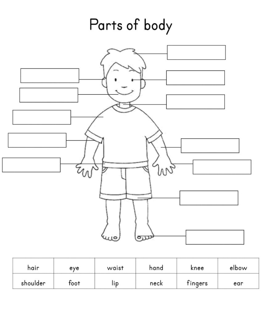 Free Printable Human Body Worksheets - Printable JD