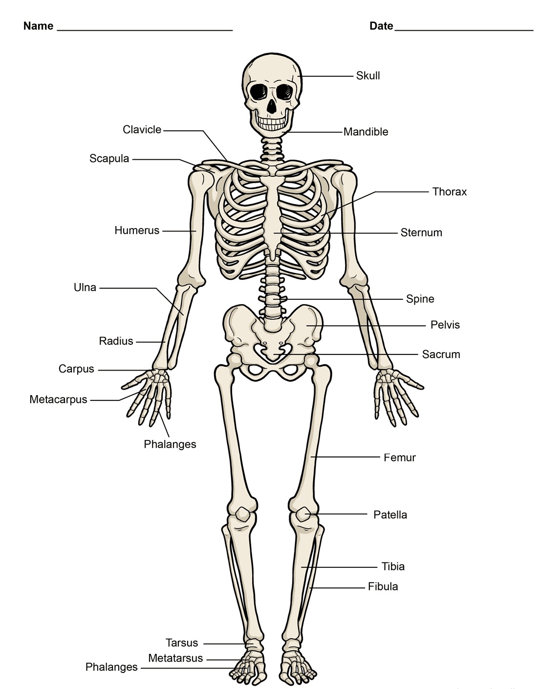 Printable Diagram Of Body_21114