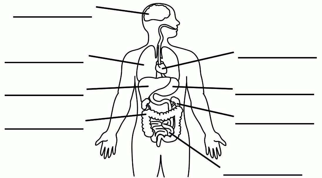 Printable Diagram Of Body_25614