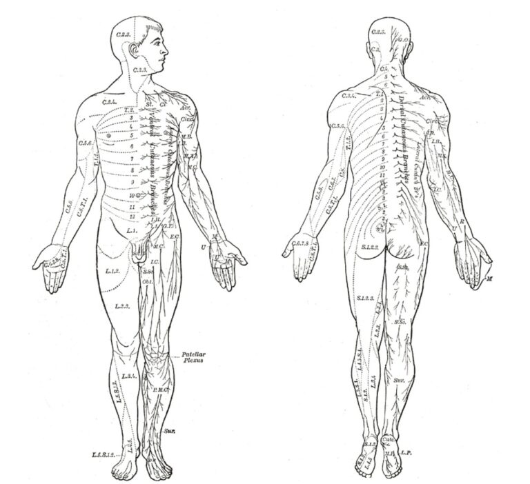 Printable C Spine Dermatomes - Printable JD