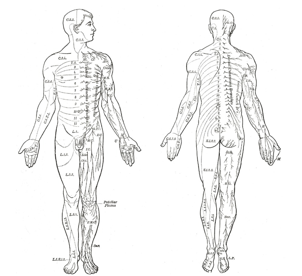 Printable C Spine Dermatomes_25190