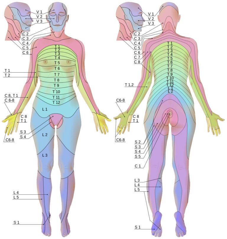 Printable C Spine Dermatomes - Printable JD