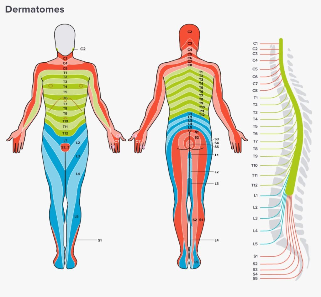 Printable Cervical Dermatome Map - Printable JD