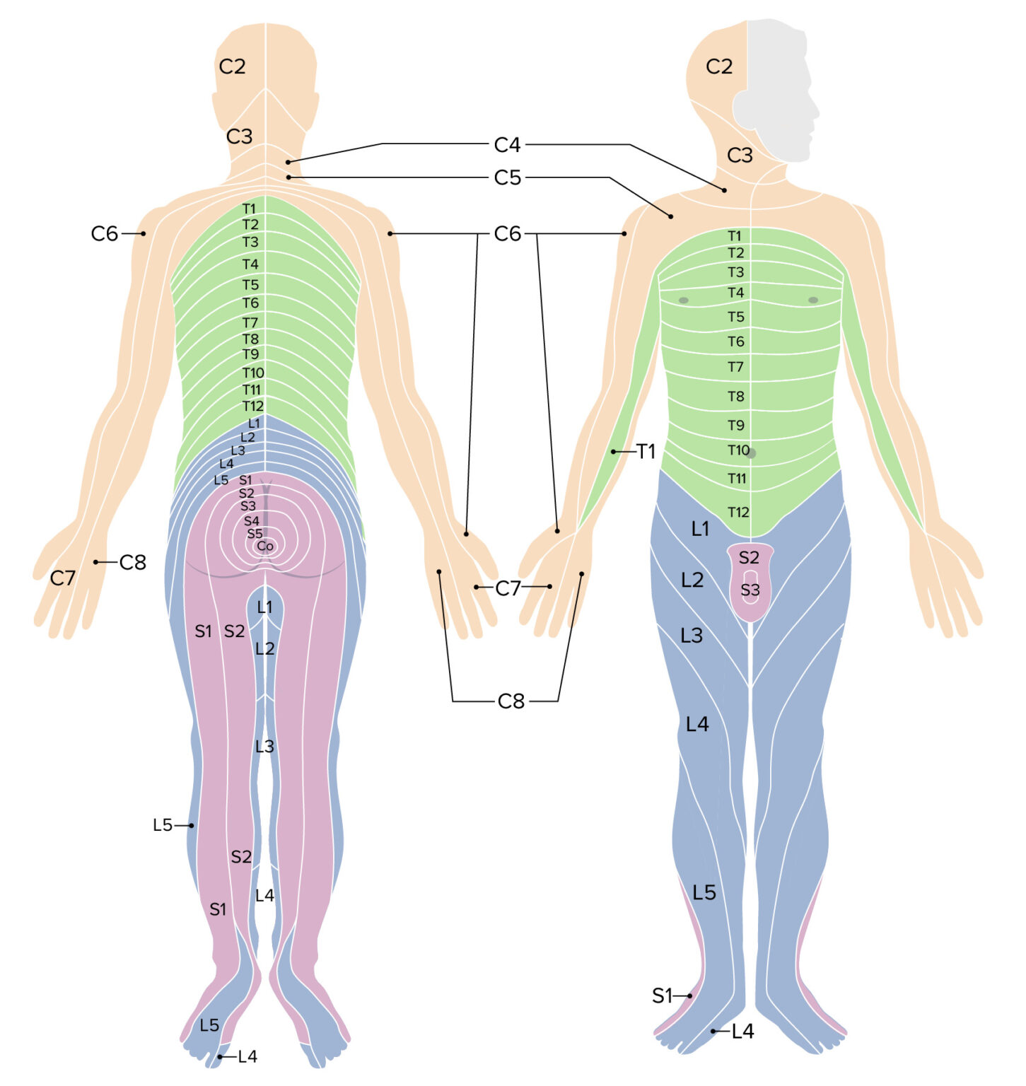 Printable Cervical Dermatome Map - Printable JD