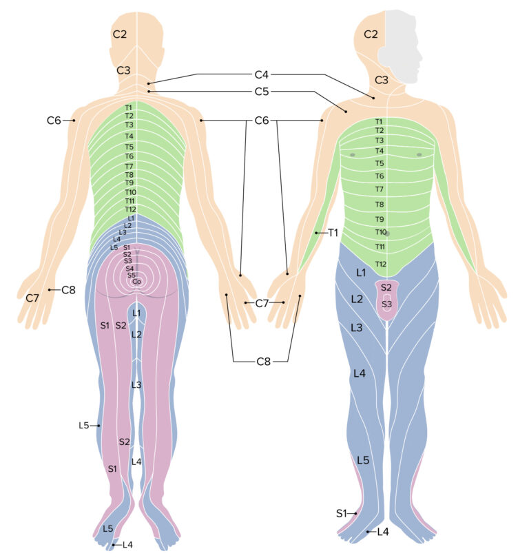 Printable Cervical Dermatome Map - Printable JD