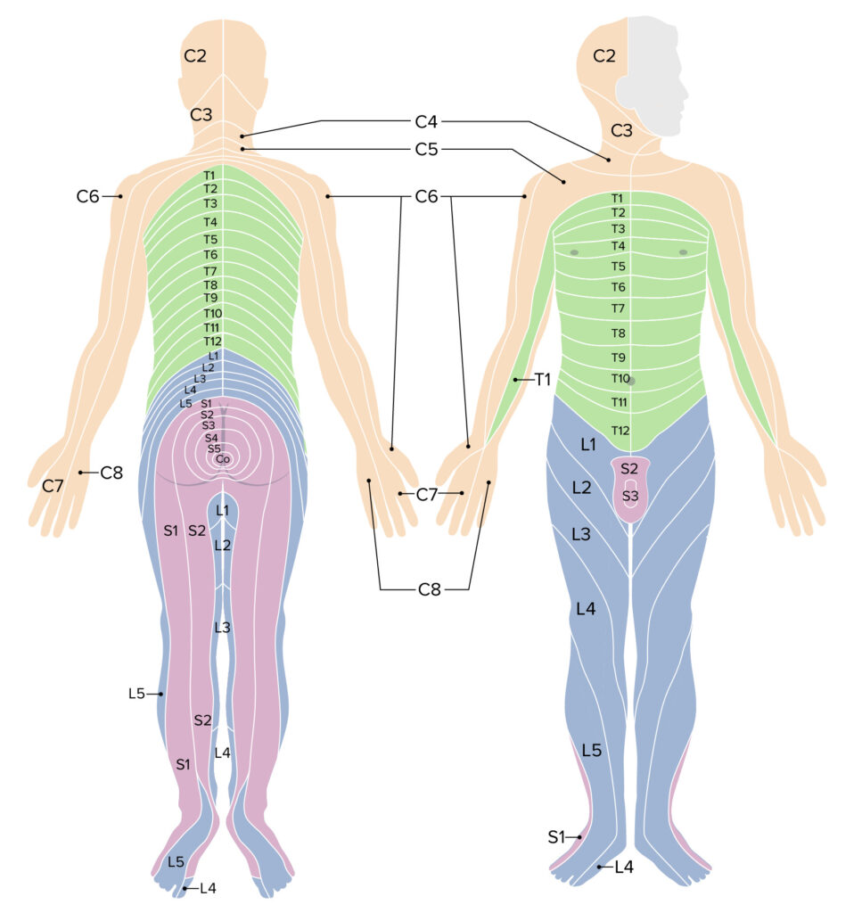 Printable Cervical Dermatome Map - Printable JD