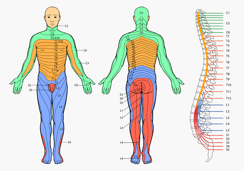 Printable Cervical Dermatome Map - Printable JD