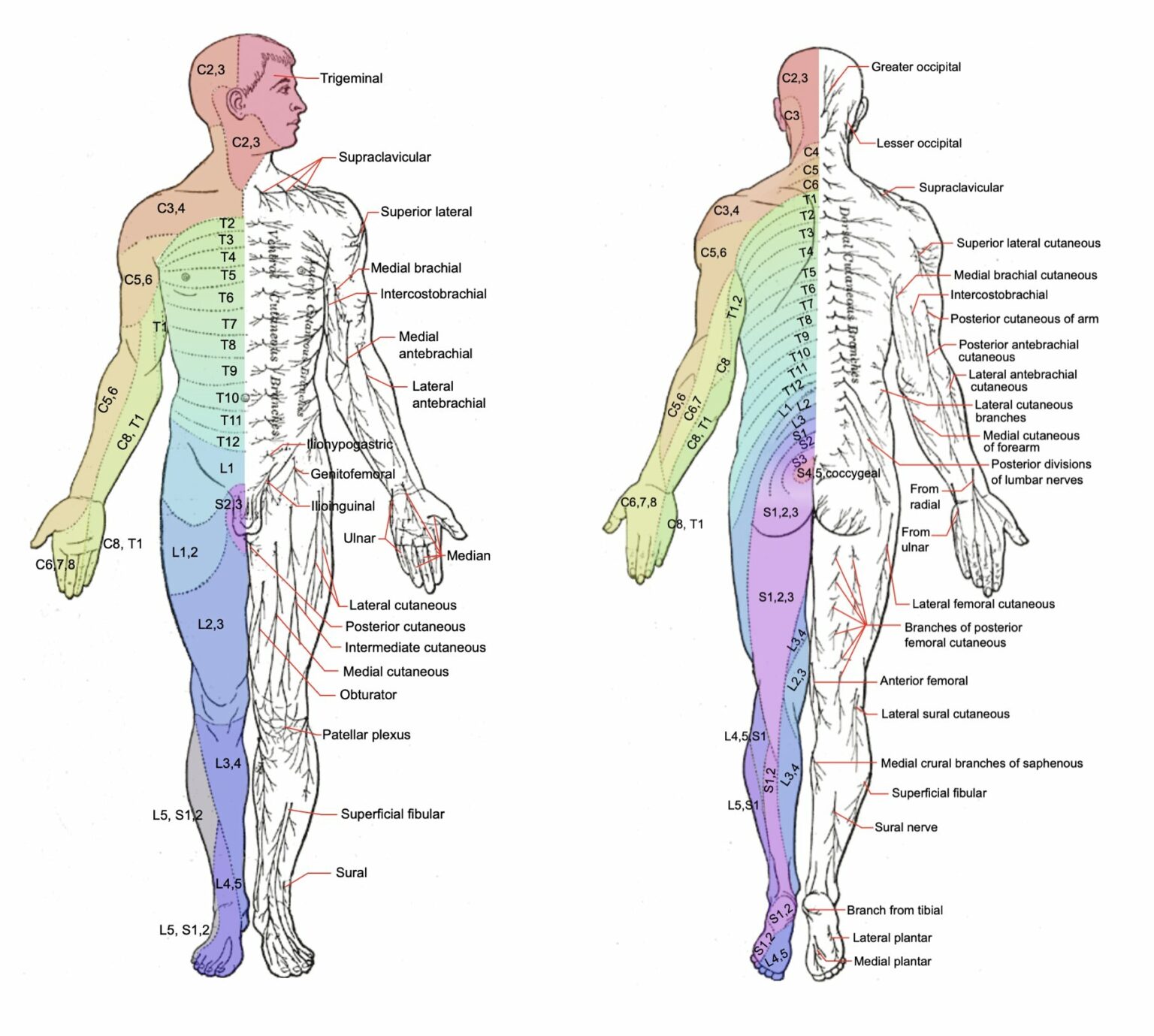 Printable Cervical Dermatome Map - Printable JD