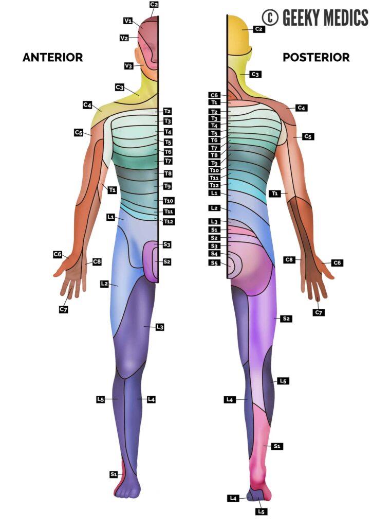 Printable Cervical Spine Dermatoes - Printable Jd