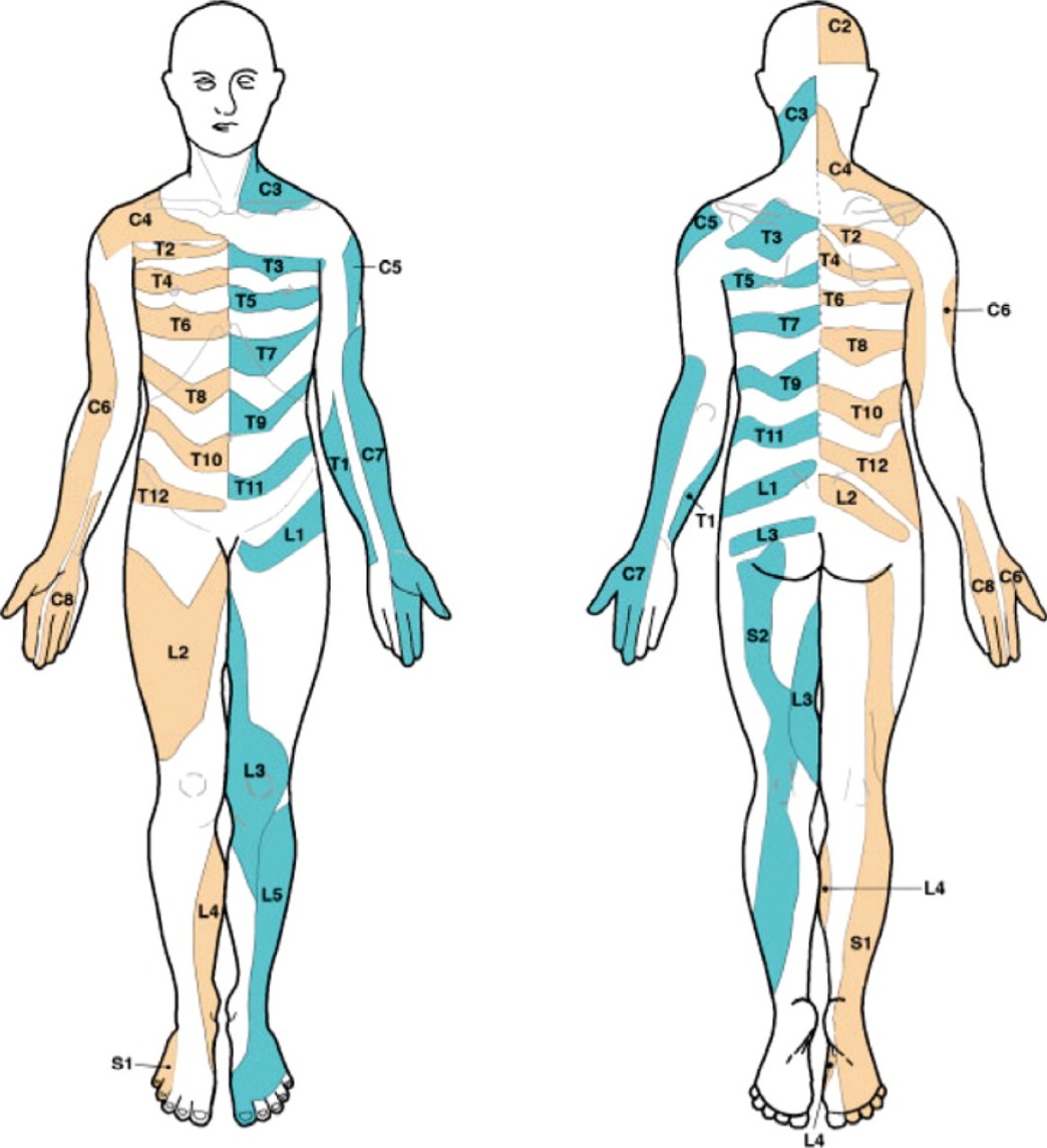 Printable Cervical Spine Dermatoes_89322