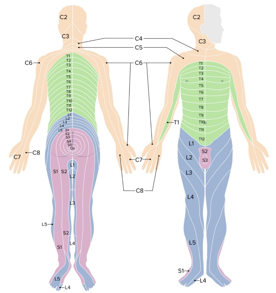 Printable Le Dermatome Map - Printable JD