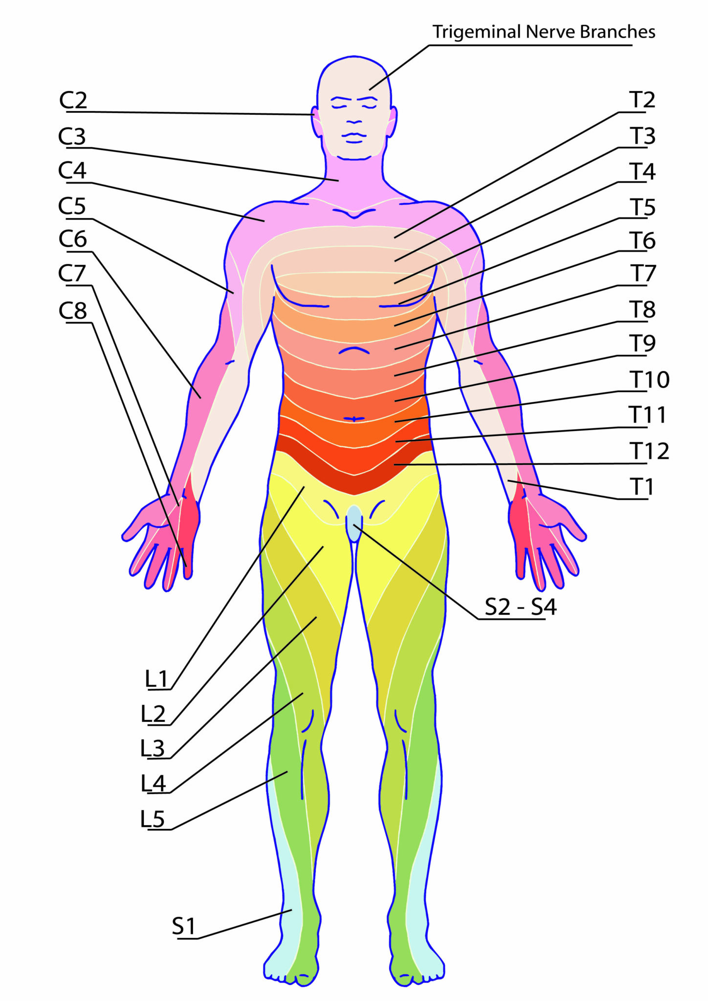 Printable Le Dermatome Map Printable JD