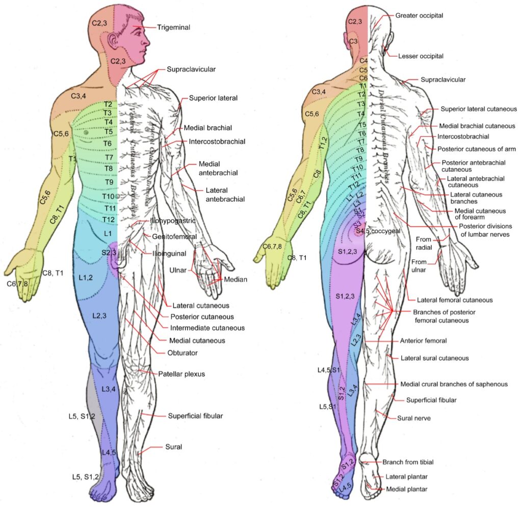 Printable Le Dermatome Map - Printable JD