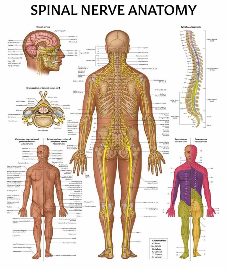 Printable Le Dermatome Map Printable Jd