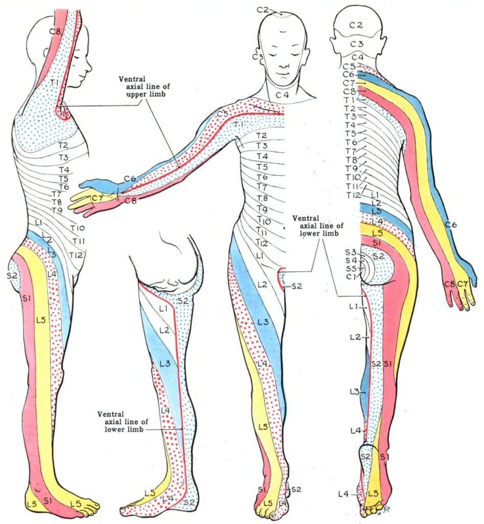 Printable Le Dermatomes Printable Jd