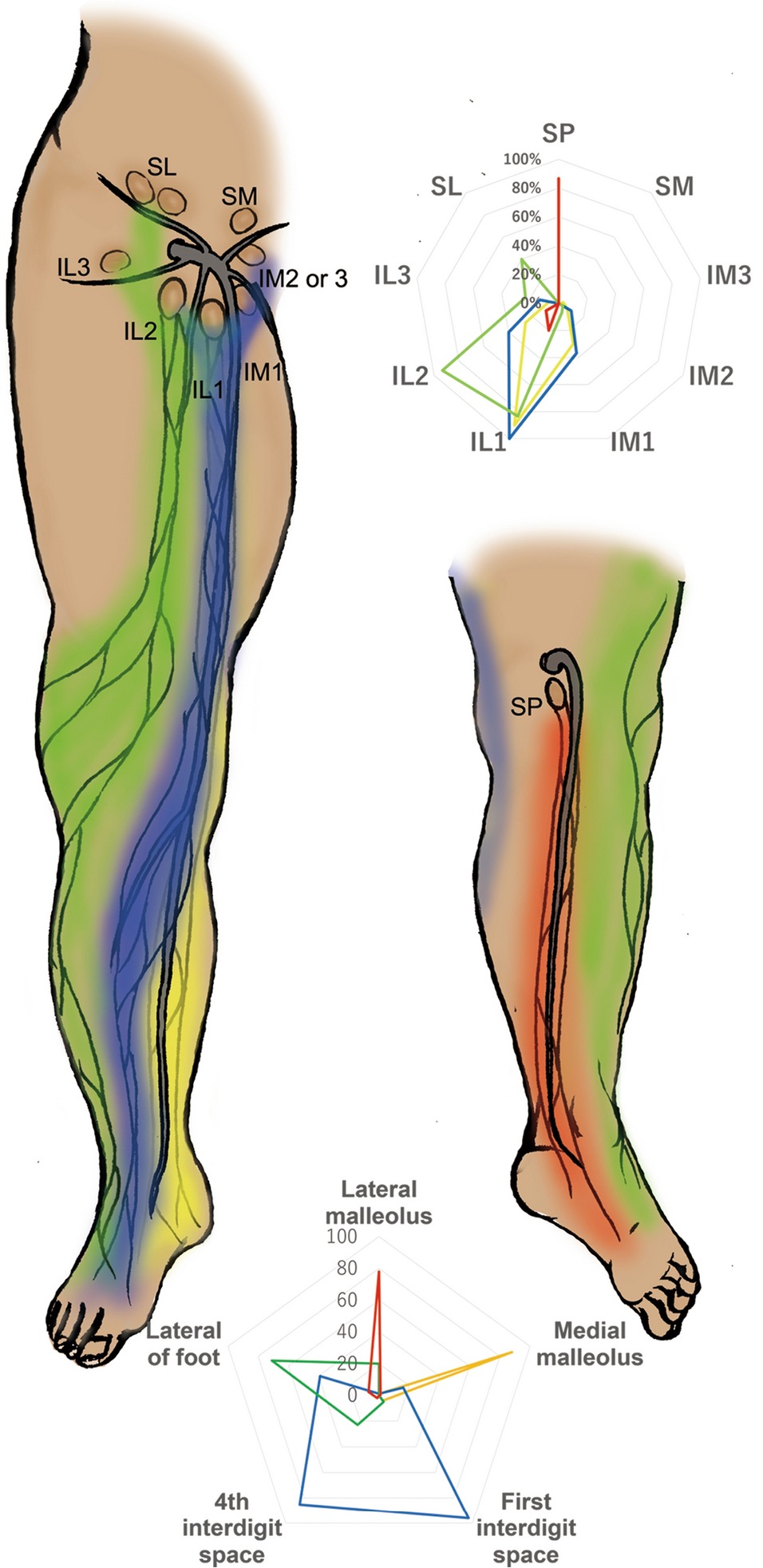 Printable Leg Dermatomes_51930