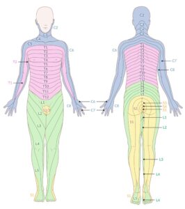 Printable Nerve Dermatome Map - Printable JD