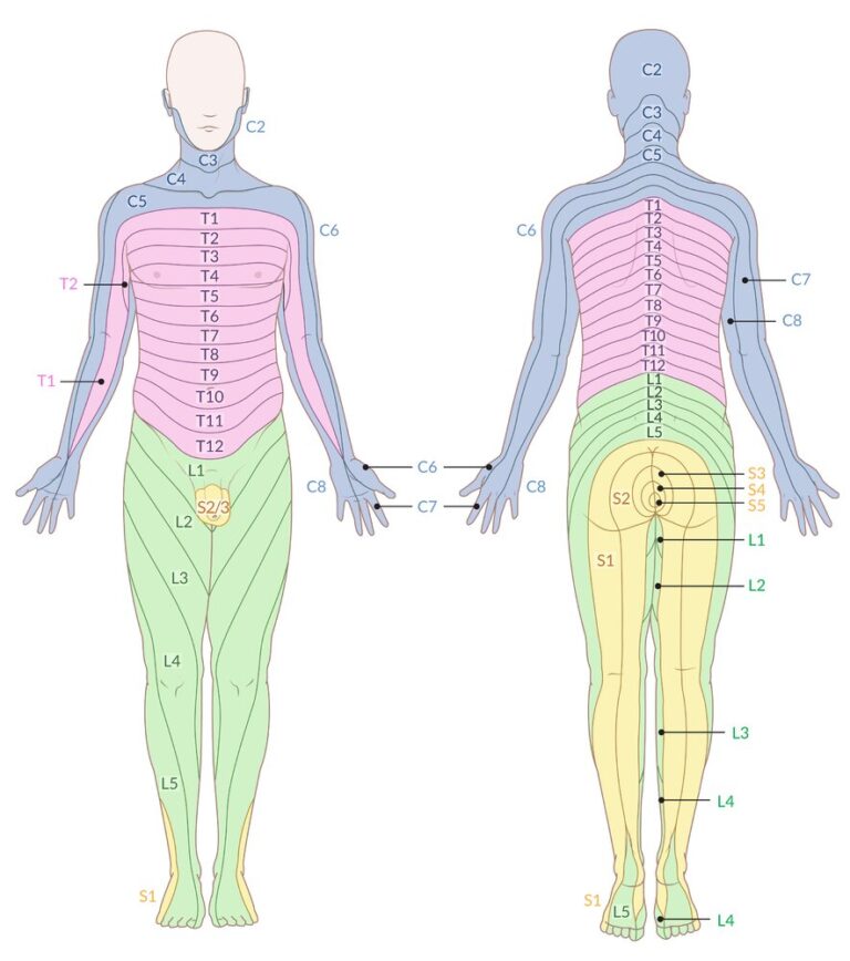 Printable Nerve Dermatome Map - Printable JD