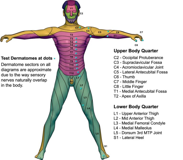 Printable Nerve Dermatome Map - Printable JD