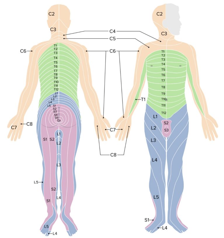 Printable Nerve Dermatome Map - Printable JD