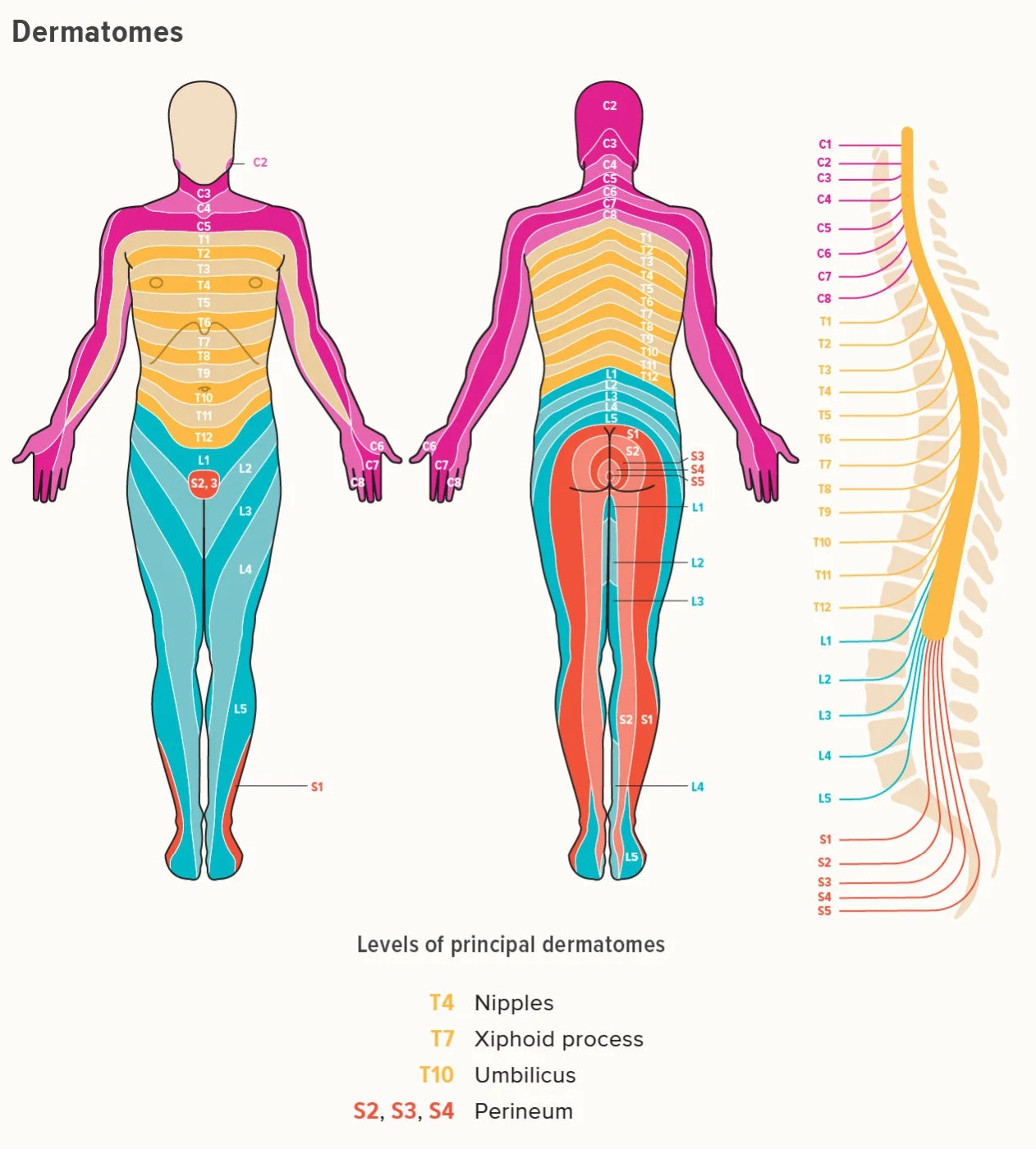 Printable Dermatome Map