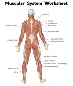 Printable Anatomy Of The Muscle Diagram